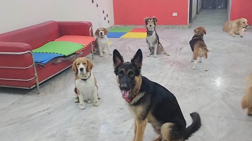 Dogs at The Pawstel