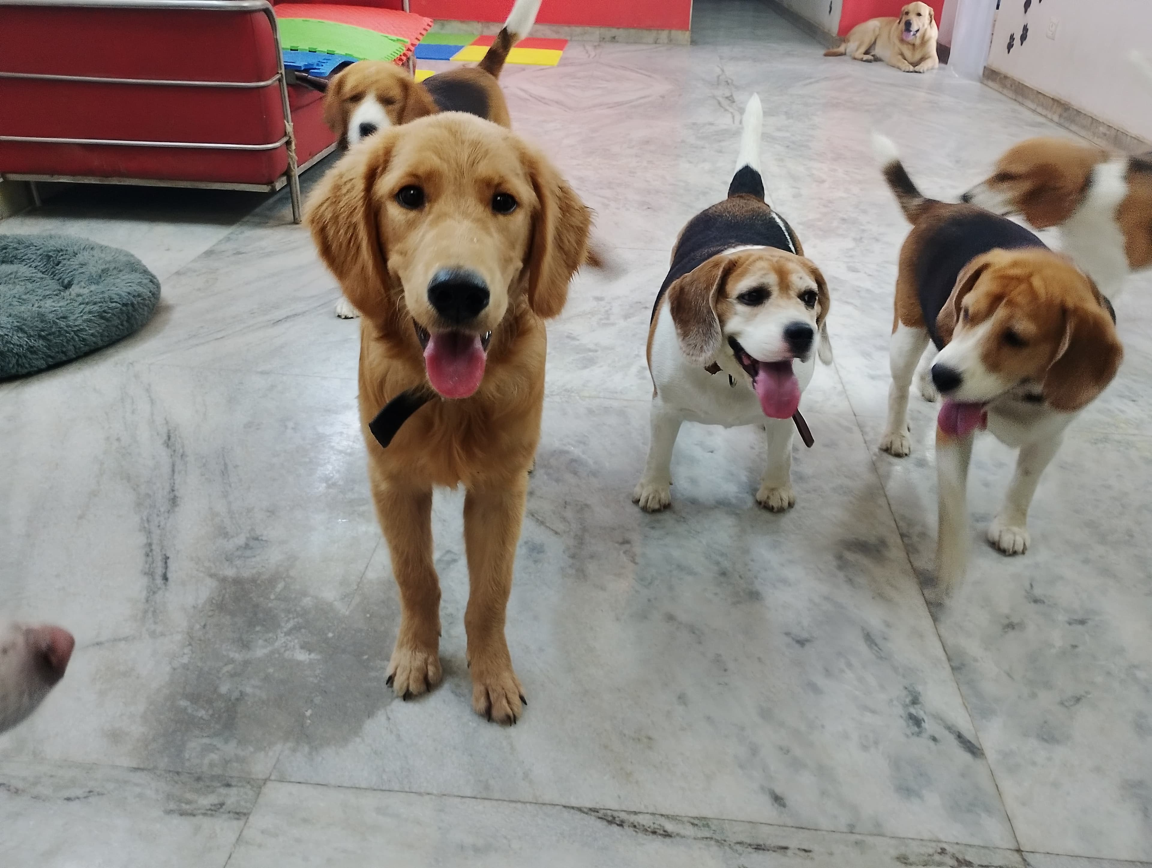GSD with pack at The Pawstel