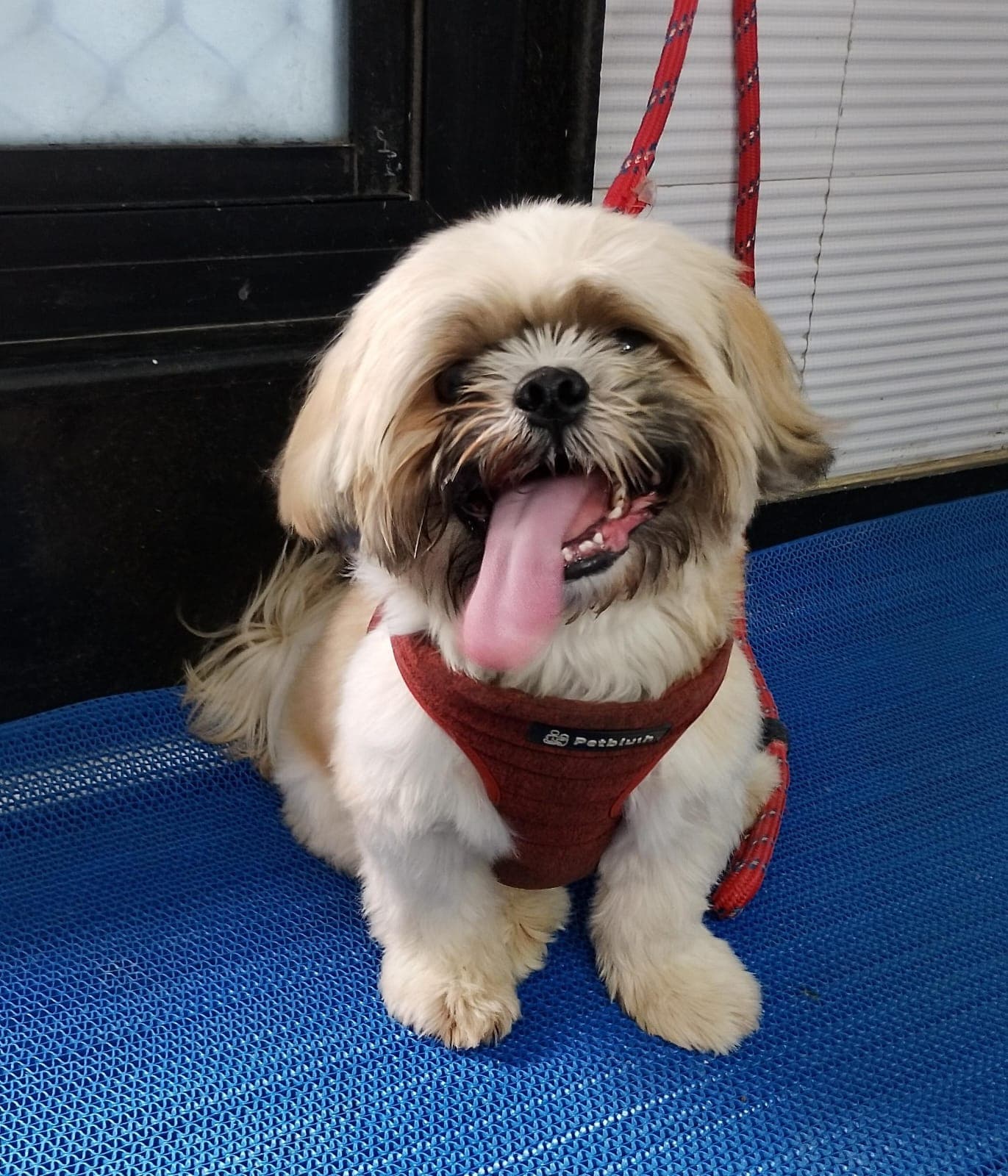 Shih Tzu smiling