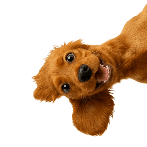 dogs image