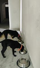 dog food